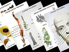 Таблицы по природоведению 1-3 класс (46 штук, формат А2) - fgospostavki.ru - Дмитров