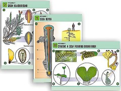 Комплект таблиц по биологии демонстрационных "Ботаника 1" (12 таблиц, формат А1, ламинированные) - fgospostavki.ru - Дмитров