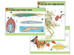 Комплект таблиц по биологии демонстрационных "Зоология 2" (16 таблиц, формат А1, ламинированные) - fgospostavki.ru - Дмитров