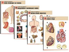 Комплект таблиц по биологии демонстрационных "Человек и его здоровье 1" (20 таблиц, формат А1, ламинированные) - fgospostavki.ru - Дмитров