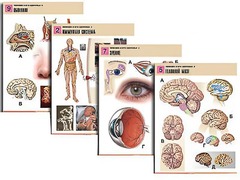 Комплект таблиц по биологии демонстрационных "Человек и его здоровье 2" (10 таблиц, формат А1, ламинированные) - fgospostavki.ru - Дмитров