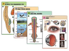 Комплект таблиц по всему курсу биологии (120 штук, формат А1, полноцветные, ламинированные) - fgospostavki.ru - Дмитров