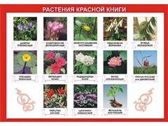 Таблица демонстрационная "Растения Красной книги" (винил 70*100) - fgospostavki.ru - Дмитров