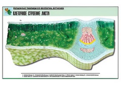 Рельефная таблица "Клеточное строение листа" (формат А1, матовое ламинирование) - fgospostavki.ru - Дмитров