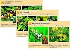 Гербарий фотографический "Ядовитые растения" - fgospostavki.ru - Дмитров