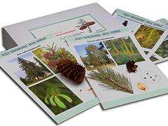 Коллекция "Голосеменные растения" - fgospostavki.ru - Дмитров