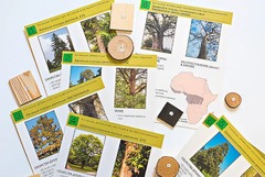 Коллекция "Древесные растения и их распространение" (демонстрационная) - fgospostavki.ru - Дмитров