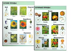 Коллекция "Семена и плоды" - fgospostavki.ru - Дмитров