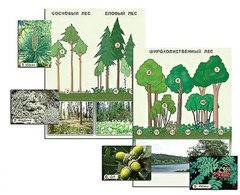 Гербарий фотографический "Растительные сообщества. Лес" (раздаточный) - fgospostavki.ru - Дмитров
