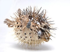 Сухой препарат "Еж-рыба морская" - fgospostavki.ru - Дмитров