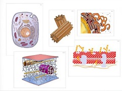 Модель-аппликация "Строение клетки" (ламинированная) - fgospostavki.ru - Дмитров