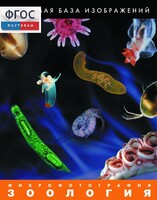 Зоология. Микрофотографии. (Цифровая база изображений) - fgospostavki.ru - Дмитров