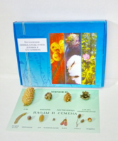 Коллекция "Шишки, плоды, семена деревьев и кустарников" - fgospostavki.ru - Дмитров