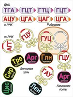 Модель-аппликация Биосинтез белка - fgospostavki.ru - Дмитров