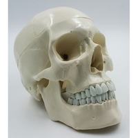 Модель "Череп" (белый) - fgospostavki.ru - Дмитров