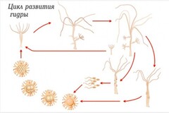 Модель-аппликация Строение и цикл развития гидры - fgospostavki.ru - Дмитров