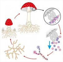 Модель-аппликация Размножение шляпочного гриба - fgospostavki.ru - Дмитров