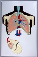 Модель барельефная "Строение легких" - fgospostavki.ru - Дмитров