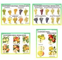 Плакаты ПРОФТЕХ "Ассортимент плодово-ягодных культур" (19 пл, винил, 70х100) - fgospostavki.ru - Дмитров