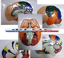 Модель барельефная "Доли, извилины, цитоархитектонические поля головного мозга" (5 планшетов) - fgospostavki.ru - Дмитров