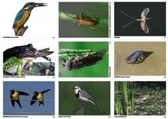 Комплект таблиц Природные зоны России. Сообщества (комплект 18 таблиц) - fgospostavki.ru - Дмитров