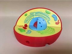 Модель растительной клетки - fgospostavki.ru - Дмитров