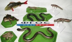 Комплект моделей "Позвоночные животные" (8 штук) - fgospostavki.ru - Дмитров