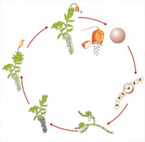 Модель-аппликация Размножение мха - fgospostavki.ru - Дмитров