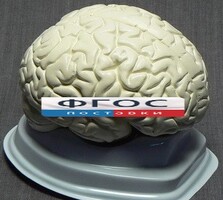 Модель "Мозг в разрезе" (белый) - fgospostavki.ru - Дмитров