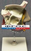 Модель "Разрез носоглотки" - fgospostavki.ru - Дмитров