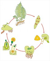 Модель-аппликация Размножение папоротника - fgospostavki.ru - Дмитров