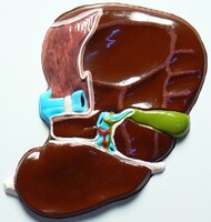 Модель барельефная "Печень" (висцеральная поверхность) - fgospostavki.ru - Дмитров