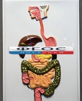 Модель барельефная "Пищеварительный тракт" - fgospostavki.ru - Дмитров