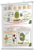 Плакаты по природоведению 2-3 классы. Для оформления кабинета. - fgospostavki.ru - Дмитров