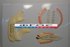 Модель барельефная "Челюсть человека" - fgospostavki.ru - Дмитров