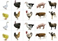 Комплект карточек "Запоминай, играй, считай" - Домашние животные - fgospostavki.ru - Дмитров