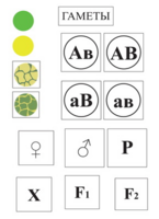 Модель-аппликация Дигибридное скрещивание и его цитологические основы - fgospostavki.ru - Дмитров