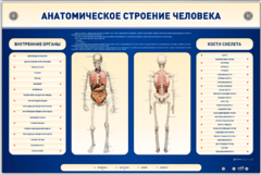 Электрифицированный стенд-тренажер c макетом скелета "Анатомическое строение человека" - fgospostavki.ru - Дмитров