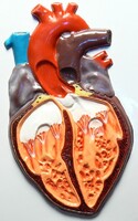 Модель барельефная "Строение сердца человека" - fgospostavki.ru - Дмитров
