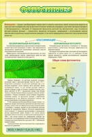 Стенд "Фотосинтез" - fgospostavki.ru - Дмитров