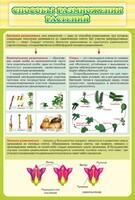 Стенд "Способы размножения растений" - fgospostavki.ru - Дмитров