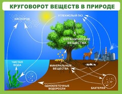 Стенд "Круговорот веществ" - fgospostavki.ru - Дмитров