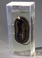 Влажный препарат "Уж" - fgospostavki.ru - Дмитров