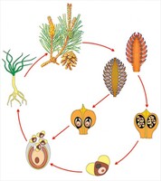 Модель-аппликация Размножение сосны - fgospostavki.ru - Дмитров