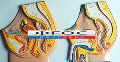 Модель барельефная "Таз мужской и таз женский" - fgospostavki.ru - Дмитров