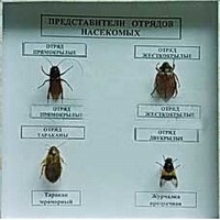 Коллекция энтомологическая "Представители отряда насекомых" - fgospostavki.ru - Дмитров