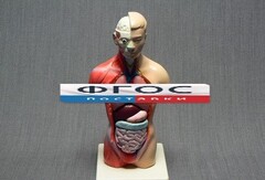 Модель Торс человека 42 сантиметра - fgospostavki.ru - Дмитров