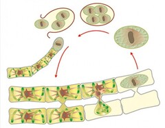 Модель-аппликация Размножение многоклеточной водоросли - fgospostavki.ru - Дмитров