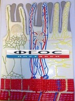 Модель барельефная "Ворсинка кишечная с сосудистым руслом" - fgospostavki.ru - Дмитров