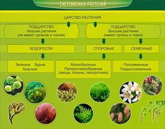 Стенд "Систематика растений" - fgospostavki.ru - Дмитров